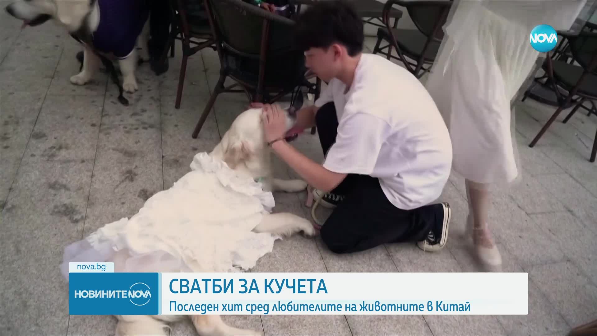Сватбите на кучета са хит сред любителите на животните в Китай