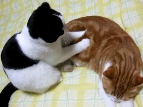 Котка прави масаж на друга котка ... 