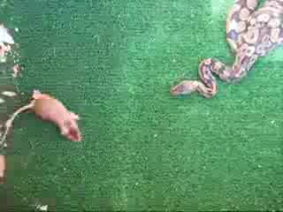 Snake Vs Mouse