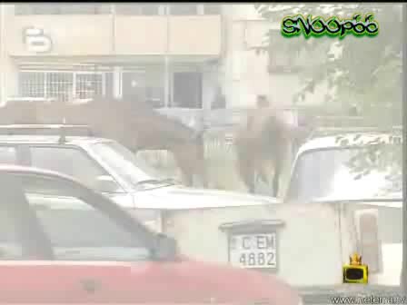 Хармония между Коне и Деца - Господари на ефира 03.07.2008