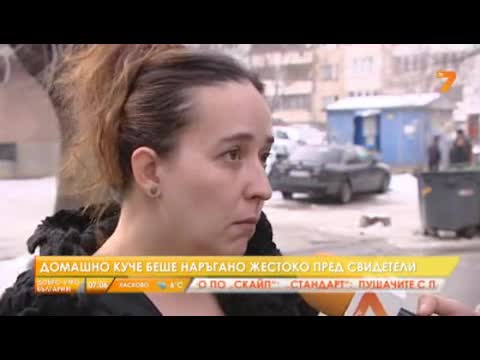 Домашно куче беше наръгано жестоко пред свидетели