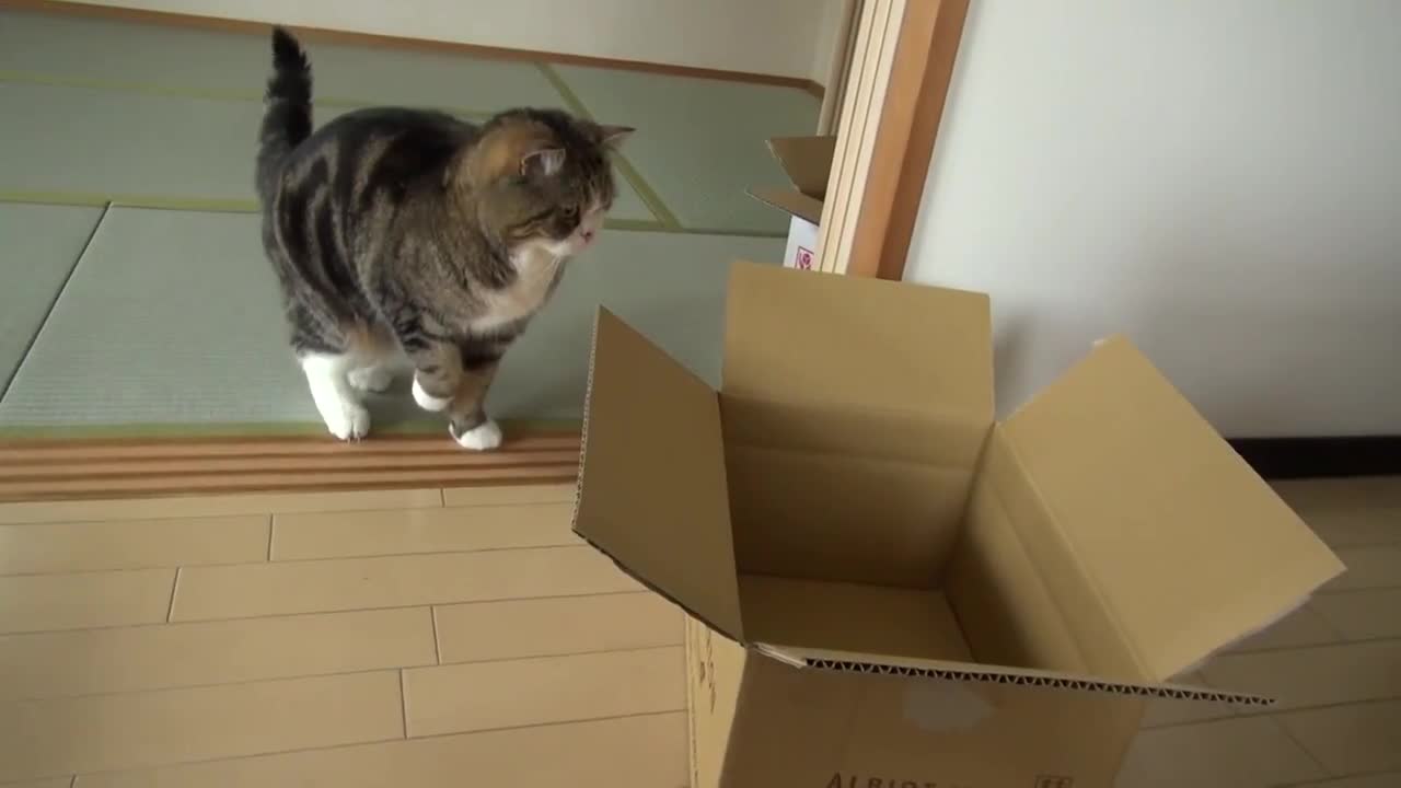 Котето Мару и Кашоните ..