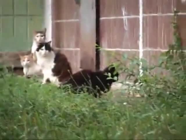 Мишка каратист срещу 4 котки 