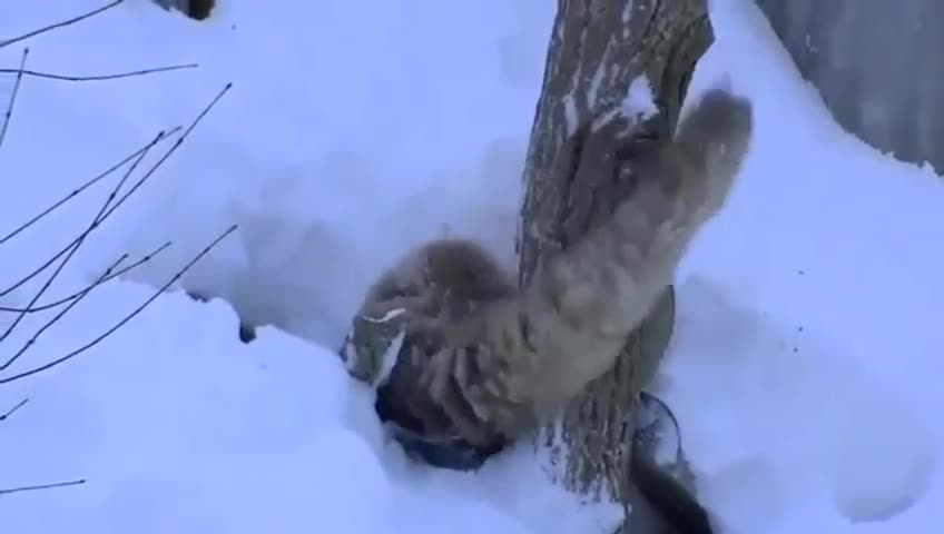 Много сладко меченце си играе в снега...