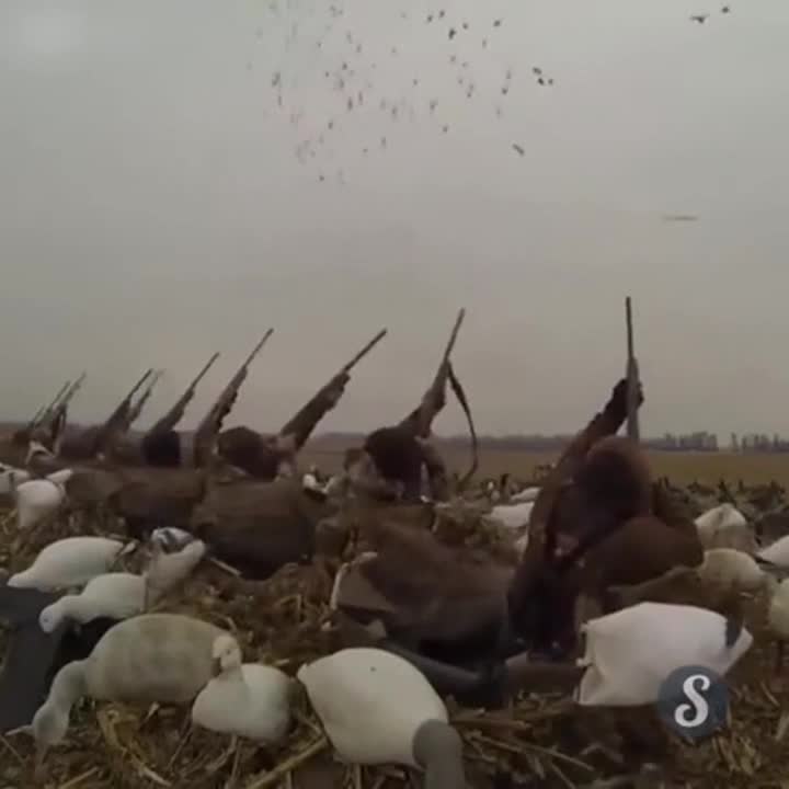 Така се прави засада ,когато си на лов