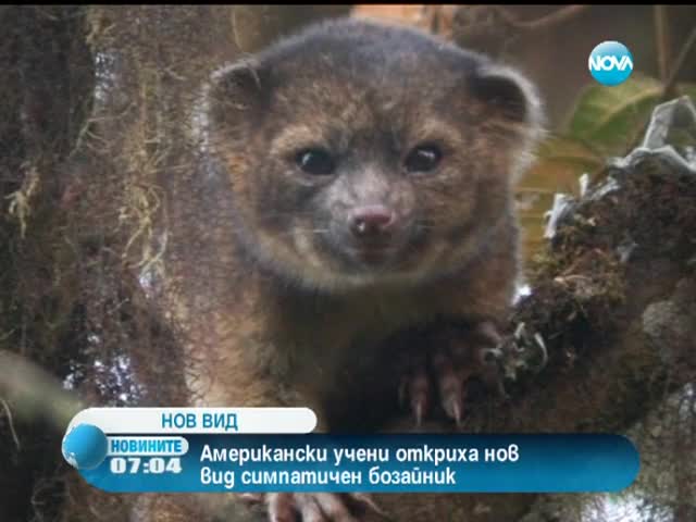 Откриха рядък вид малък бозайник