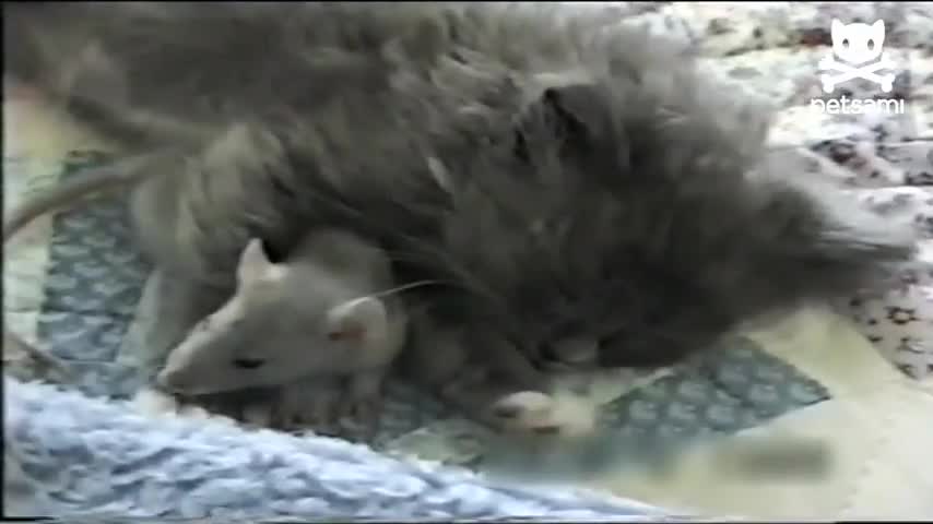 Приятелство между котка и мишка!