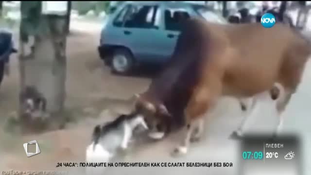 Смело козленце влиза в битка