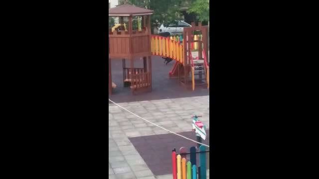 Бездомни кучета в Карлово