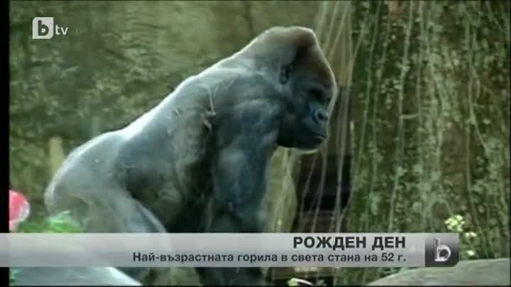 Горила празнува своя 52-ри рожден ден - Новини