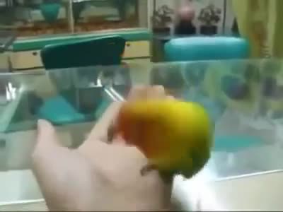 Удивително! Папагалът, който имитира женски оргазъм !!!