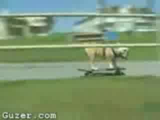 Куче Кара Скейтборд