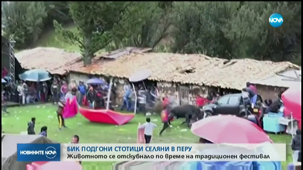 Бик избяга по време на тържество, подгони местни жители