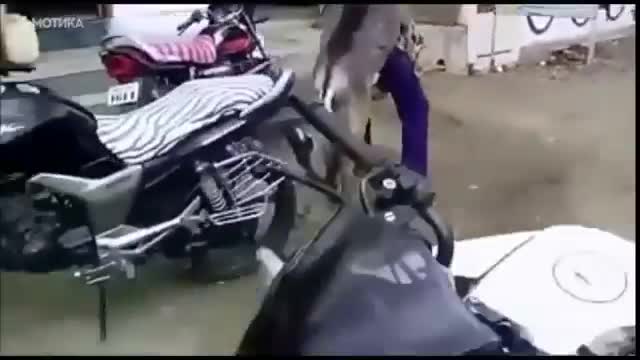 Смях! Това Магаре е много Палаво