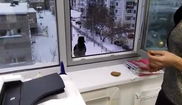 Нахална врана ловко краде от офис пред очите на секретарка !