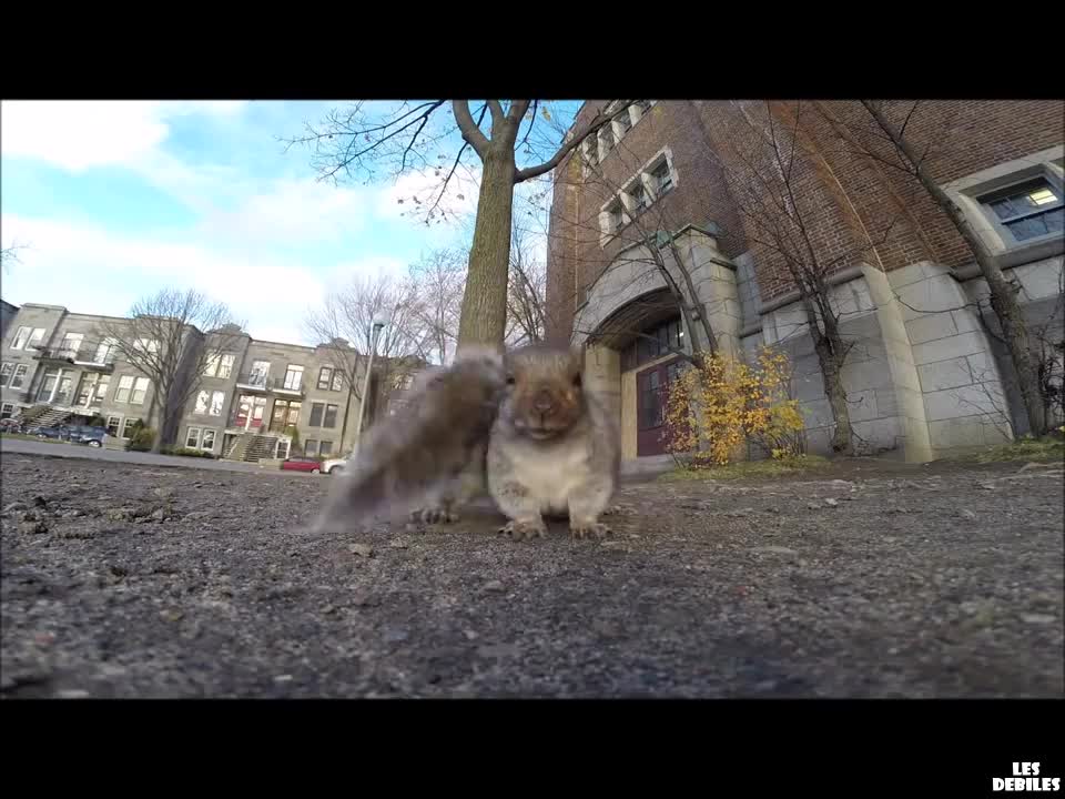 Катерица краде Gopro камера и я отнася на дървото.