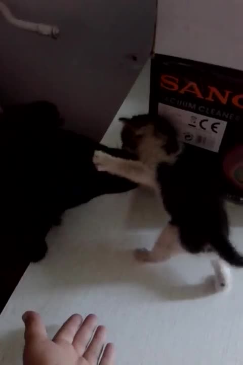 Малко котенце, търси дом.