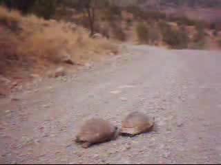 Костенурка Изнасилва Друга Костенурка