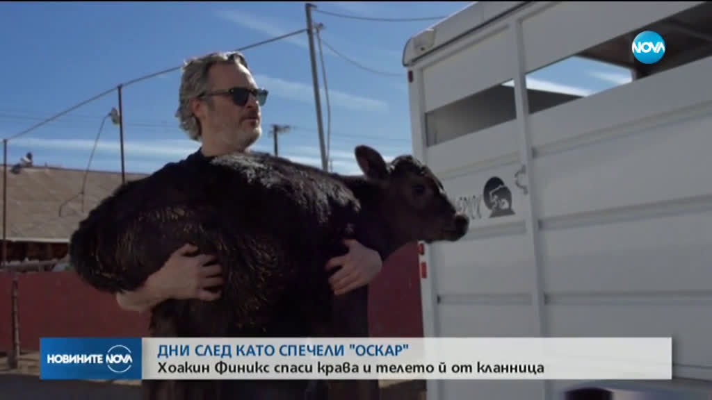 "Жокера" Хоакин Финикс спаси крава и телето ѝ от кланница