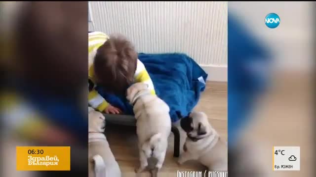 Едно безгранично приятелство между бебе и няколко кученца