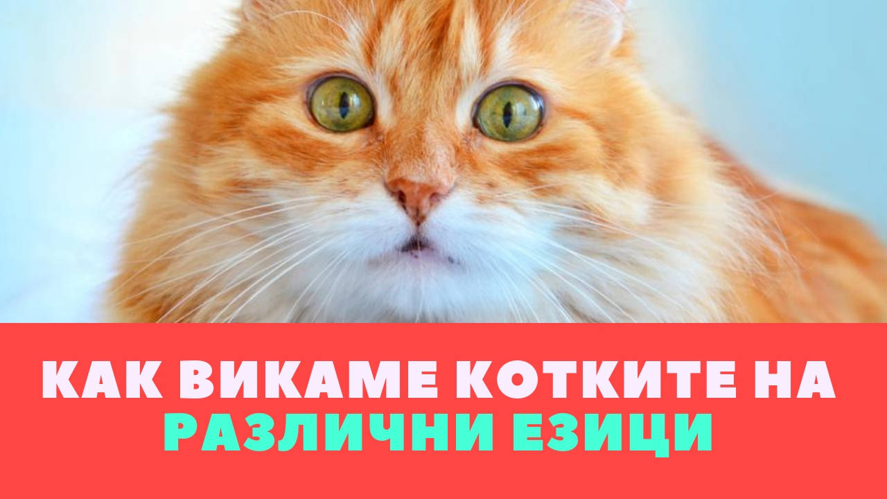 Как викаме котките на различни езици