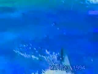 Great White Shark Attack, Luckily The Girl
