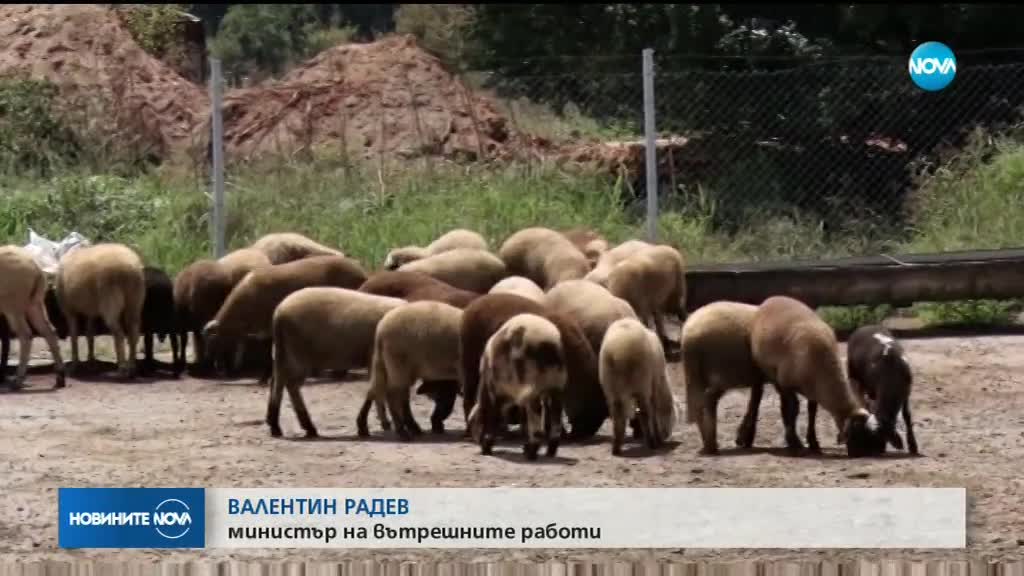 Нов епизод в битката на държавата с чумата в Странджа