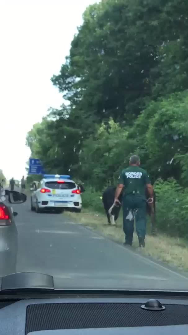 Крави по главен път Царево-Бургас