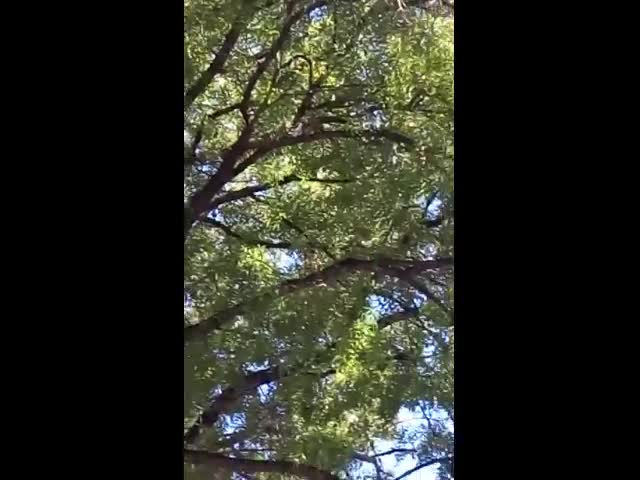 Падащи клони в училището в Панчарево