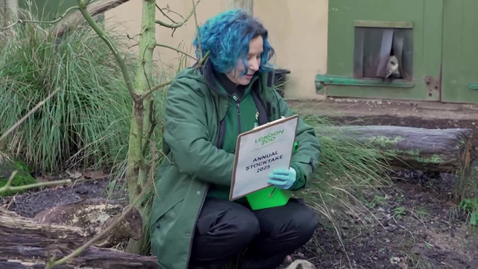 Пингвини и палави маймуни: Броят животните в зоопарка в Лондон (ВИДЕО)