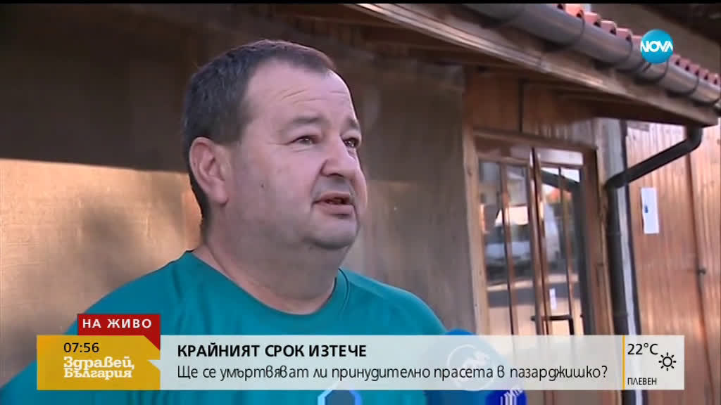 Ще бъдат ли умъртвени принудително прасетата в Пазарджишко?