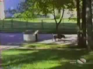Много Много Смях С Кучета И Хора