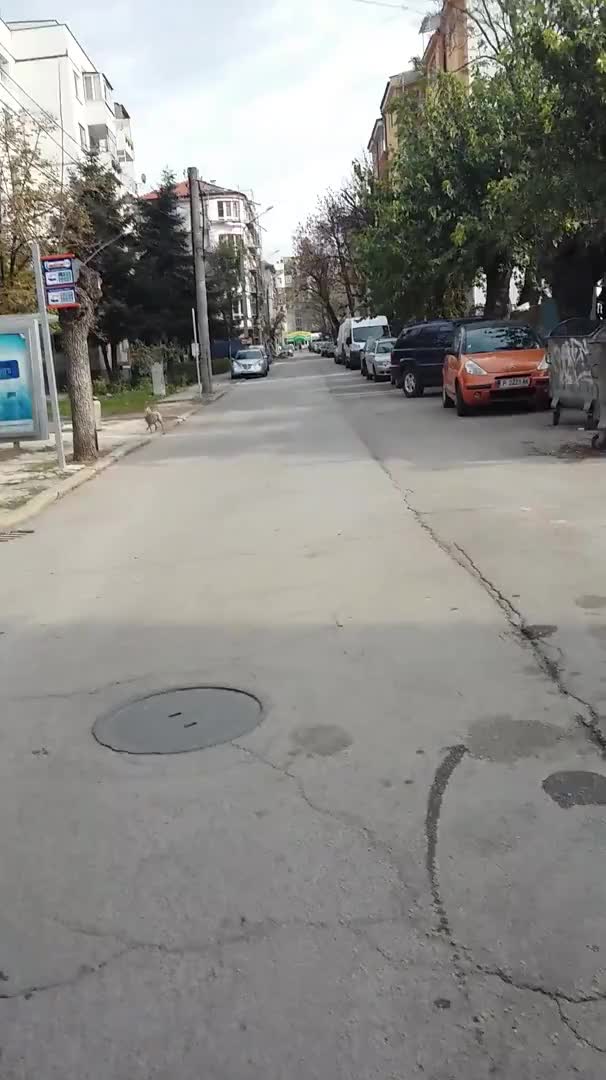 Коли на тротоара