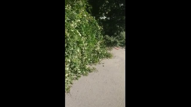В захвата на растенията