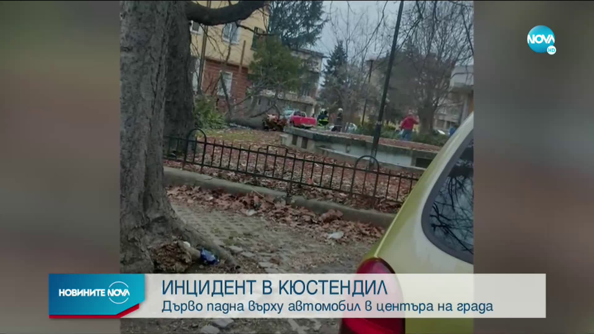 Дърво падна върху автомобил в центъра на Кюстендил