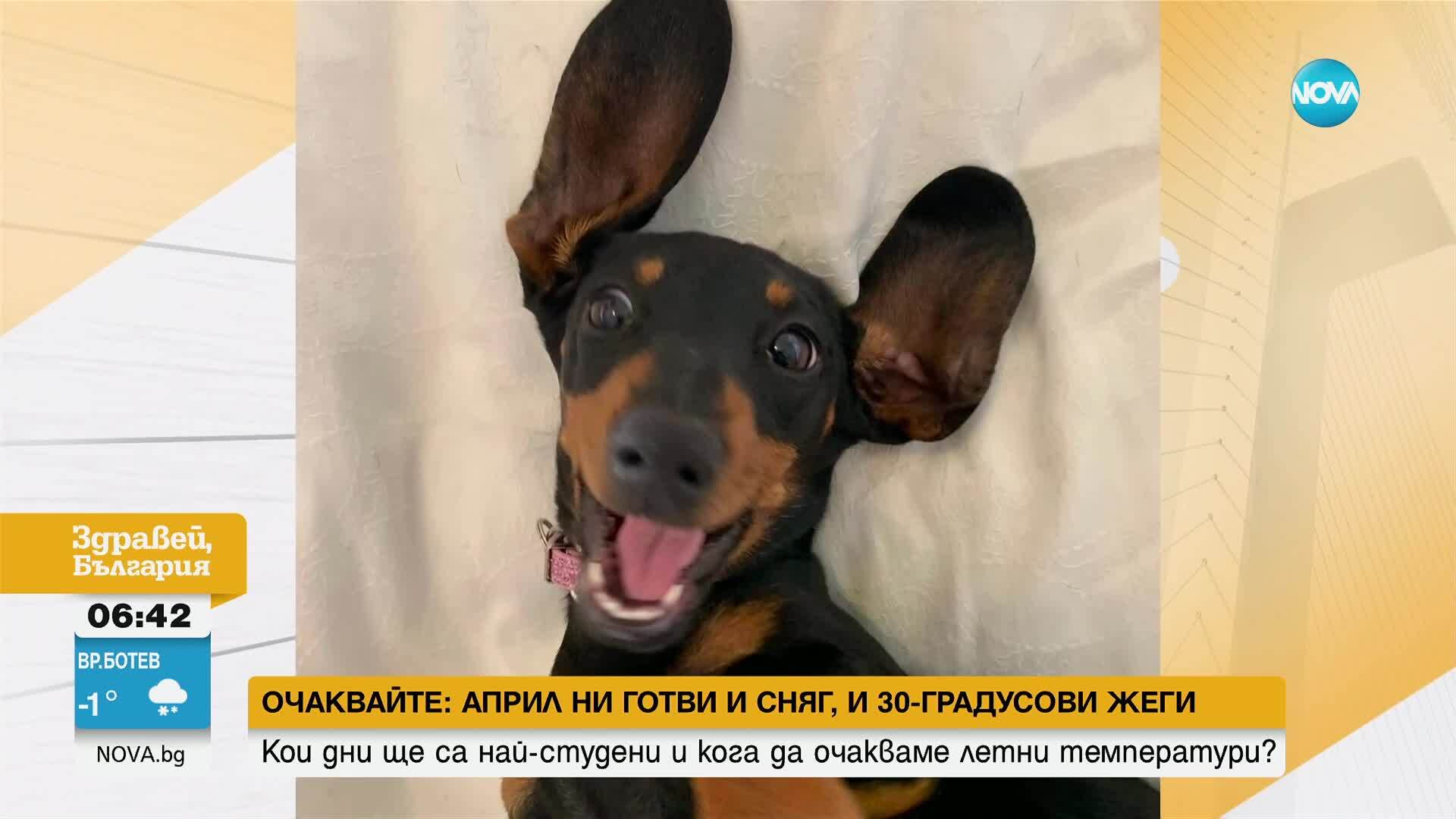 Домашен мини дакел оцеля 16 месеца в пустинята