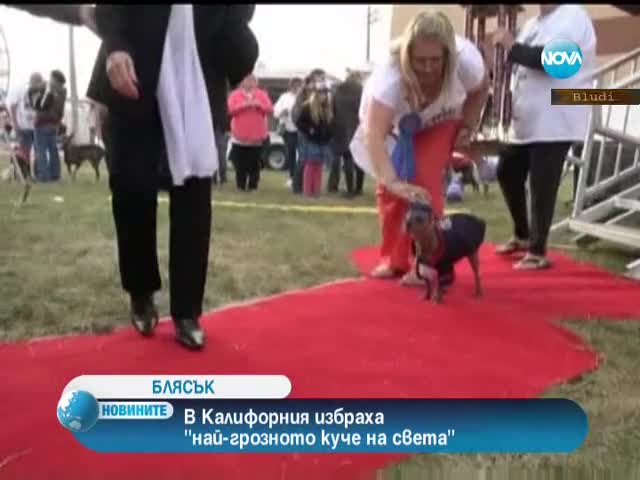 Най-грозното куче в света за 2012