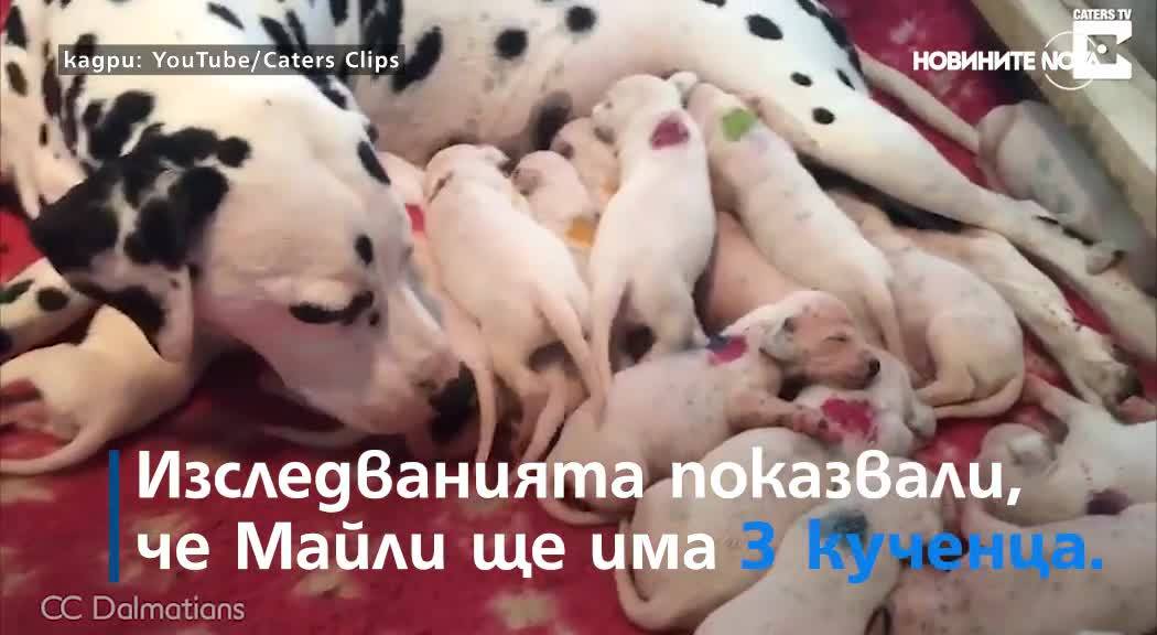 Истинската история за "101 далматинци"