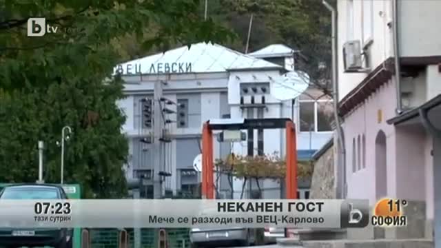 Малко мече из Карлово.. Btv