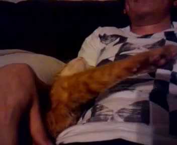 Такова Коте не сте виждали