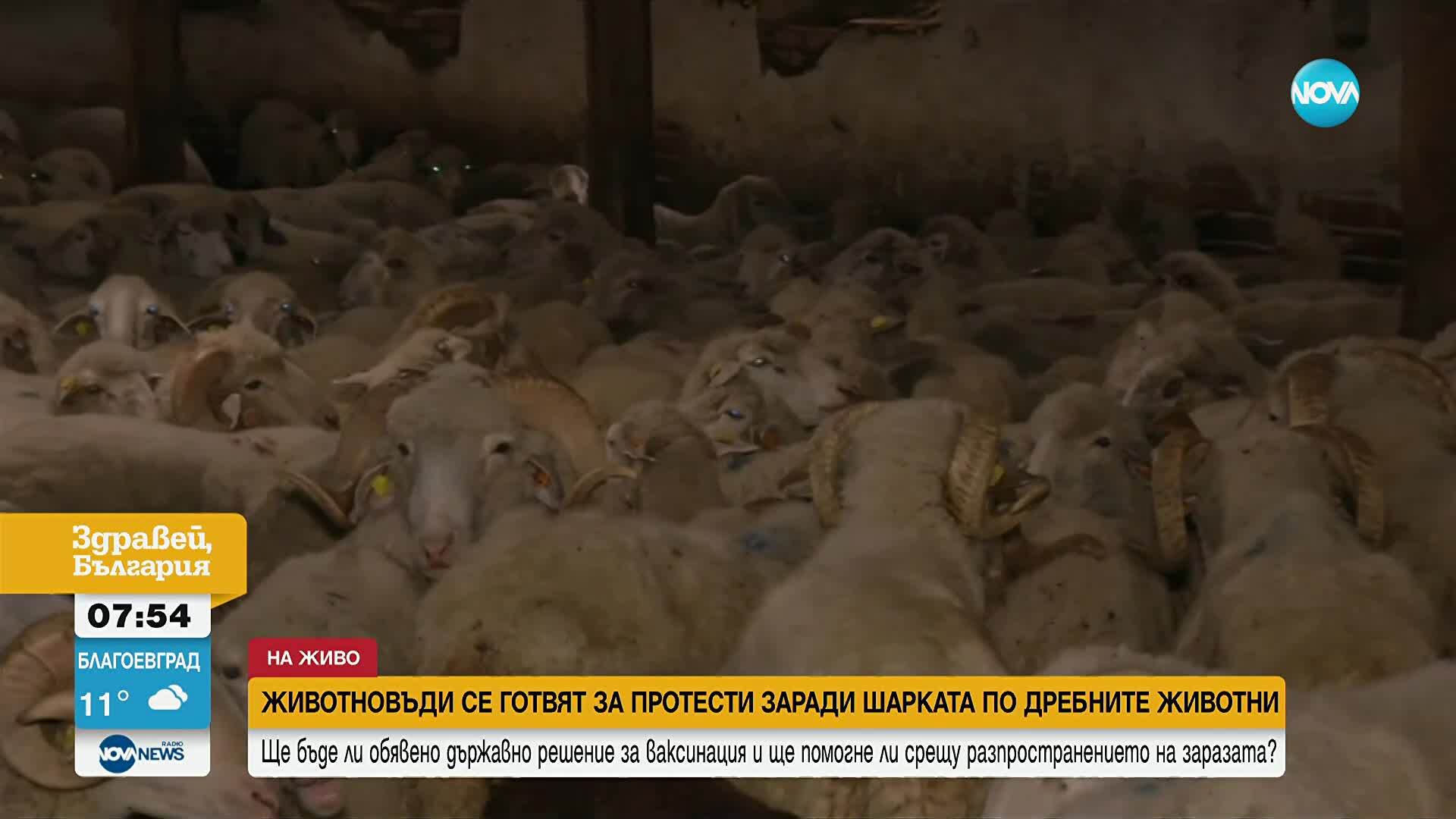 Овцевъди и козевъди - в протестна готовност