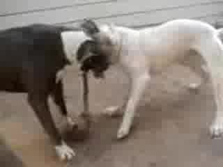 pitbull fight Rednose vs Bluenose