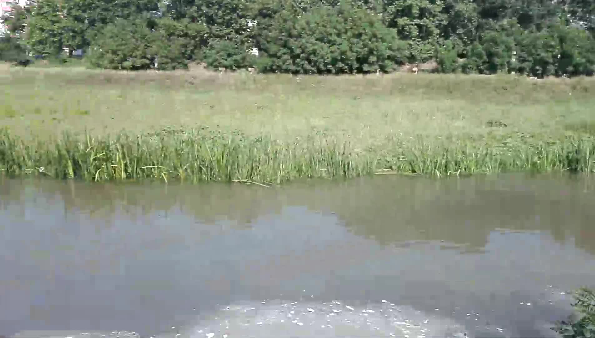 Отново замърсяване на река Тунджа
