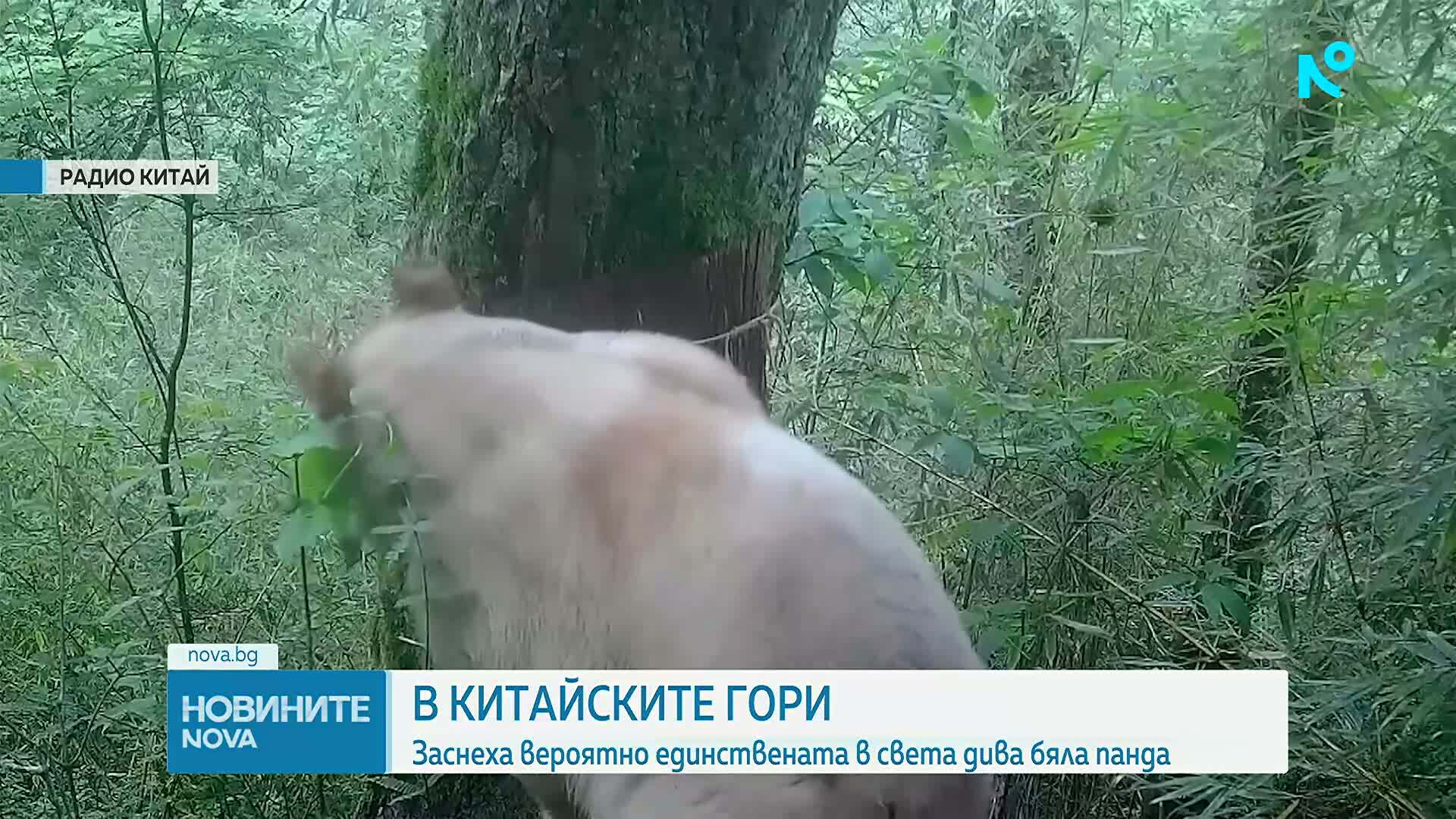 Заснеха едно от най-редките животни на планетата