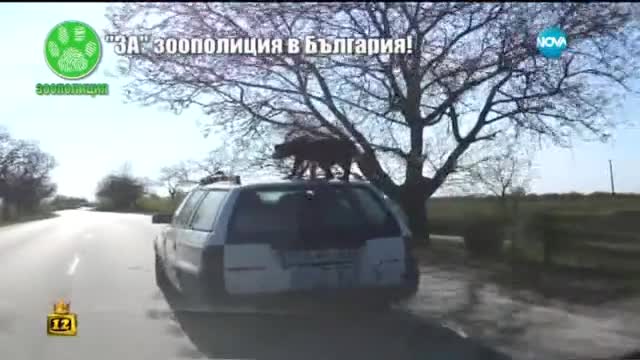 видео с жестокост към животно - Господари на ефира (20.04.2015г.)