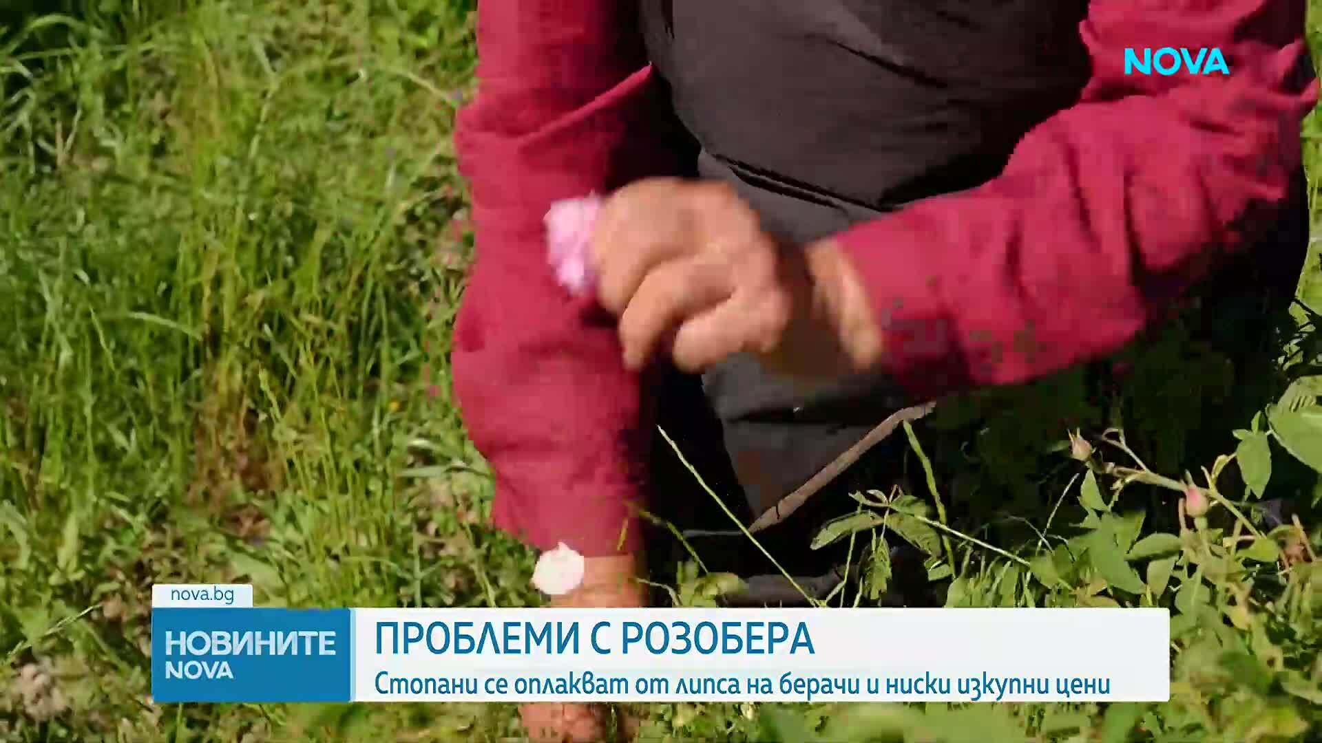 Празник на розата в Карлово: Производители алармират за ниски изкупни цени и липса на работници