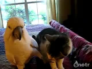 Папагал масажира коте