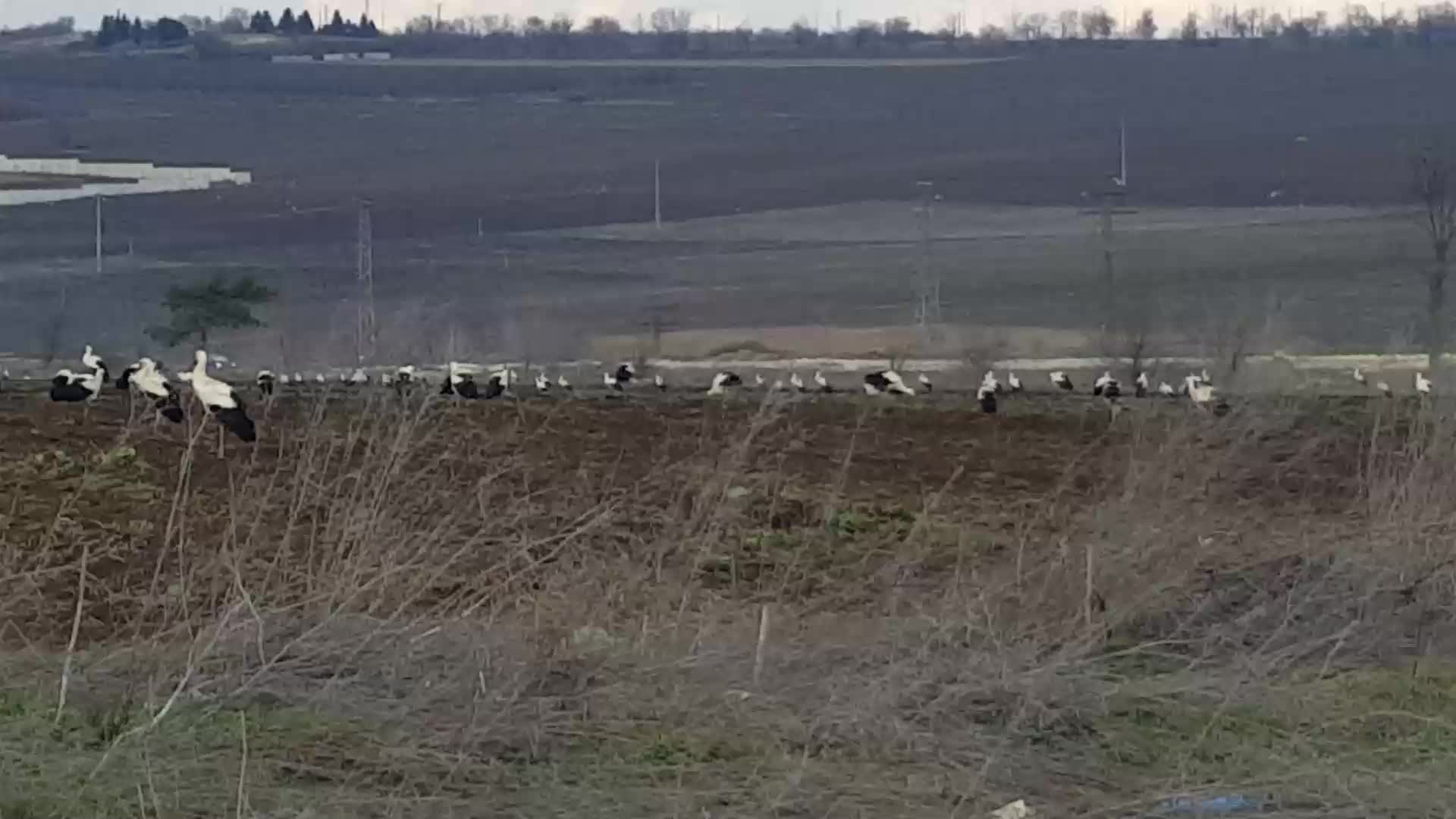 Ято щъркели