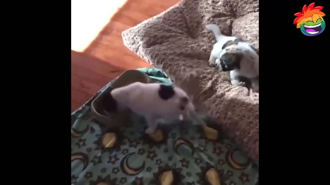 Много смях от сутрин до вечер!