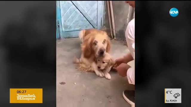 Куче пази малкото си от хората